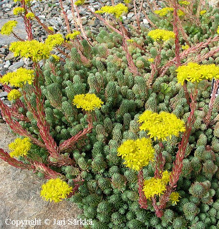 Sedum forsterianum 'Paavo'